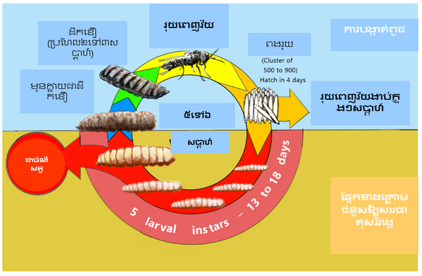 AN47 BSF Fig11 KHMER